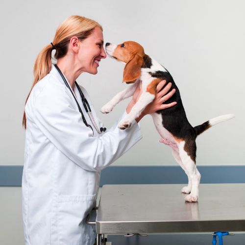 veterinary team helping dog